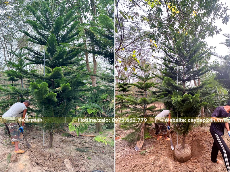 Bứng bầu cây Tùng Bách Tán cao 3m để trồng cho khu biệt thự tại Hòa Bình