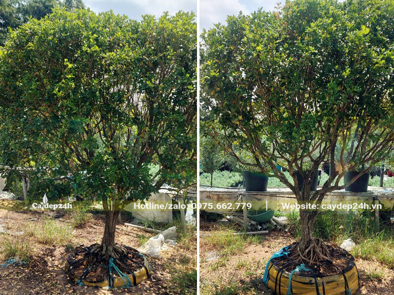 Cây hoa Nguyệt Quế cổ thụ đường kính gốc 18 - 20cm