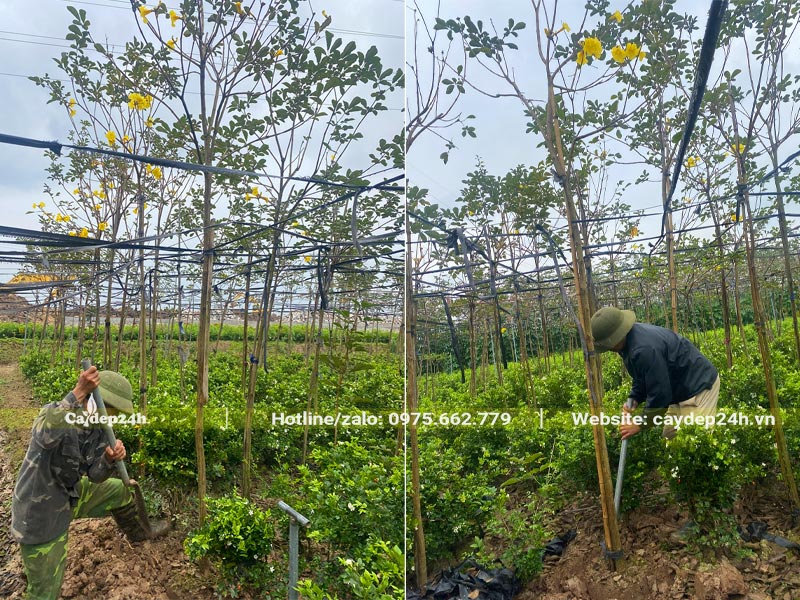 Công nhân đang bứng nóng cây Phong Linh tại nhà vườn, cây có đk gốc khoảng 3 - 5cm