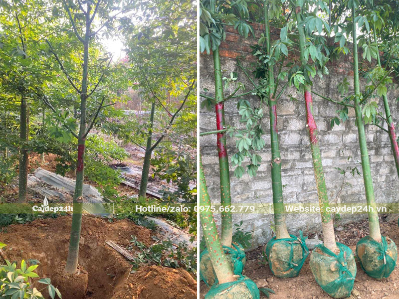 Tập kết cây Mỹ Nhân trưởng thành trước khi vận chuyển