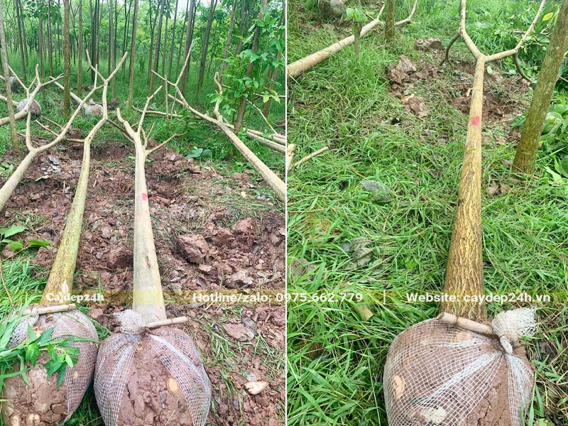 Cây Kèn Hồng công trình mới bứng, đã bó bầu bằng lưới tự tiêu