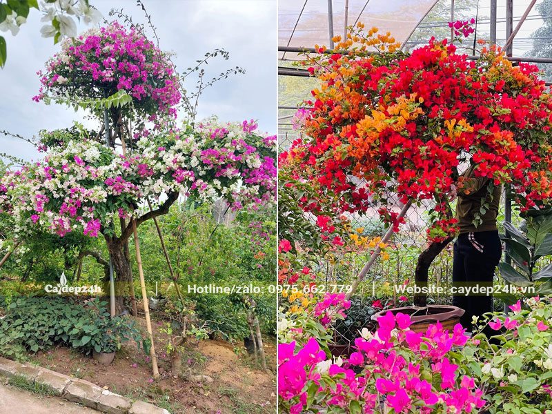 Cây hoa Giấy 2 màu và hoa Giấy ngũ sắc