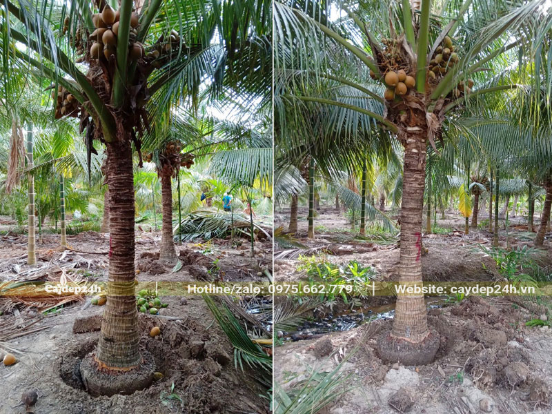 Mua cây Dừa công trình đánh thẳng, lóng cao gần 2m