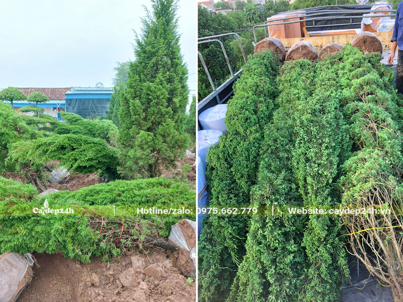 Công nhân đang bứng cây Tùng Tháp và đưa cây lên xe