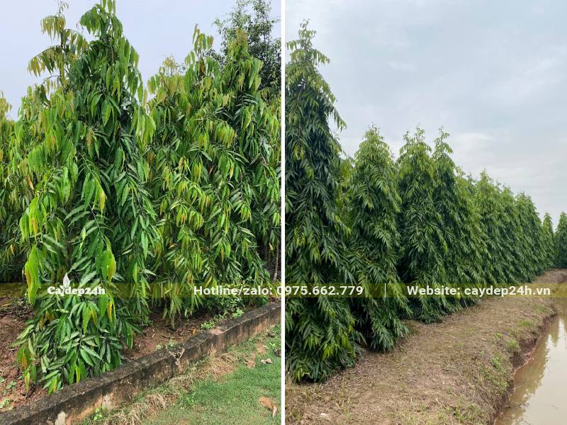 Hoàng Nam trưởng thành cao từ 2 - 3m, trồng và chăm sóc tại Đồng Nai