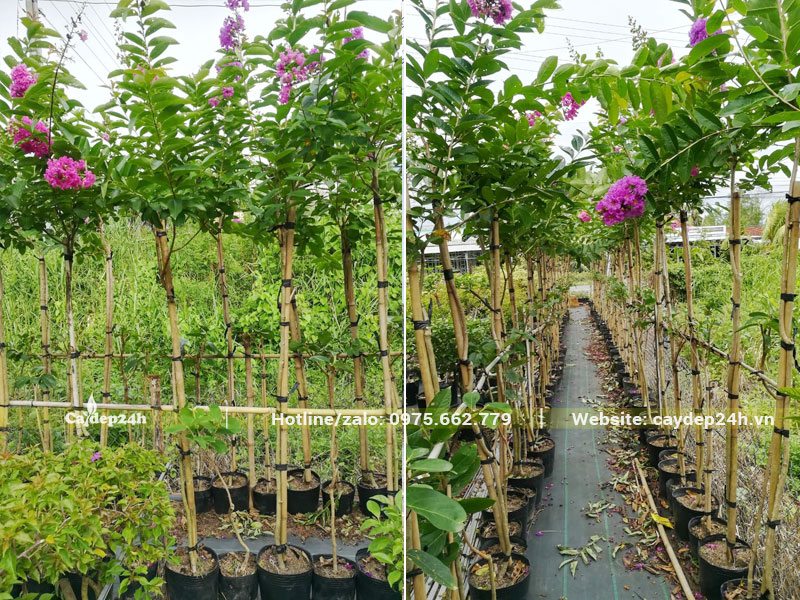 Bằng Lăng nguyên bầu đã bắt đầu trưởng thành và ra hoa