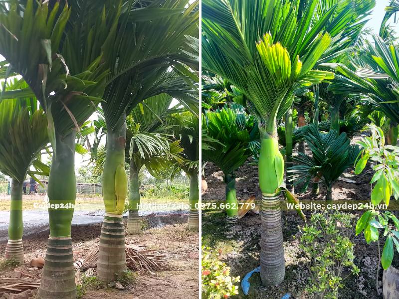 Vườn Cau Vua đang vào mùa ra hoa