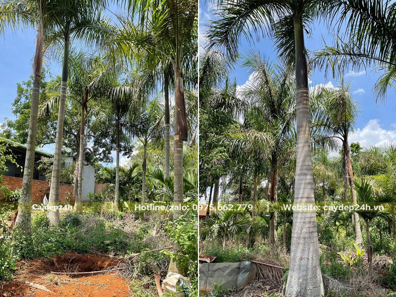 Vườn Cau Vua công trình lóng thân cao 3 - 5m