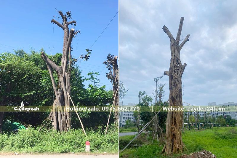 Dâm ủ cây Đa Búp Đỏ đại thụ, chiều cao khoảng 4 - 5m, đk gốc từ 40 - 50cm