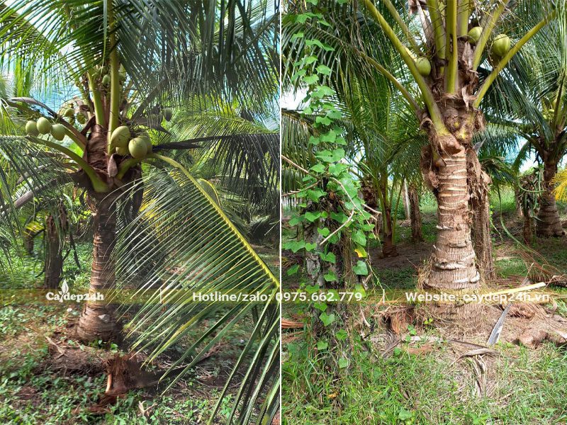 Vườn Dừa lâu năm được làm cỏ sạch sẽ, thông thoáng