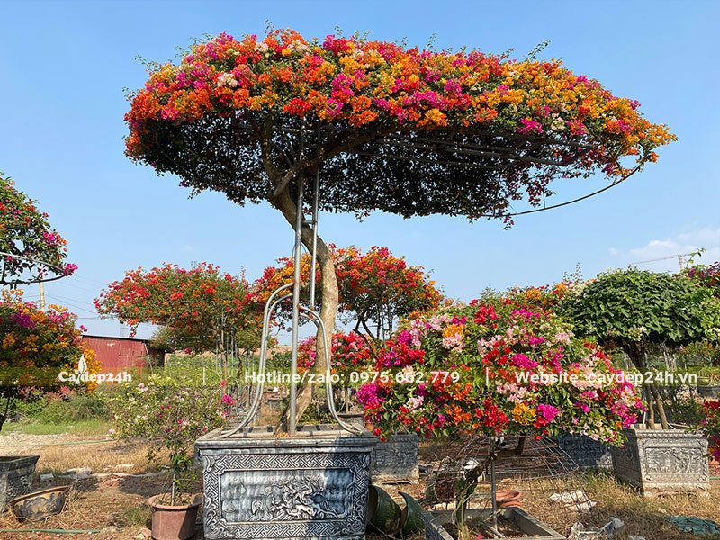 Chậu cây hoa Giấy tán đẹp, hình dáng độc đáo