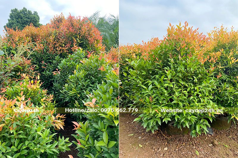 Chăm sóc vườn Hồng Lộc công trình dâm ủ