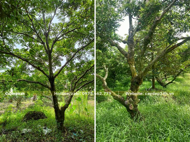 Vườn trồng cây Hồng Xiêm để kinh doanh, gốc lớn, tán rộng, cây cao từ 6 - 7m