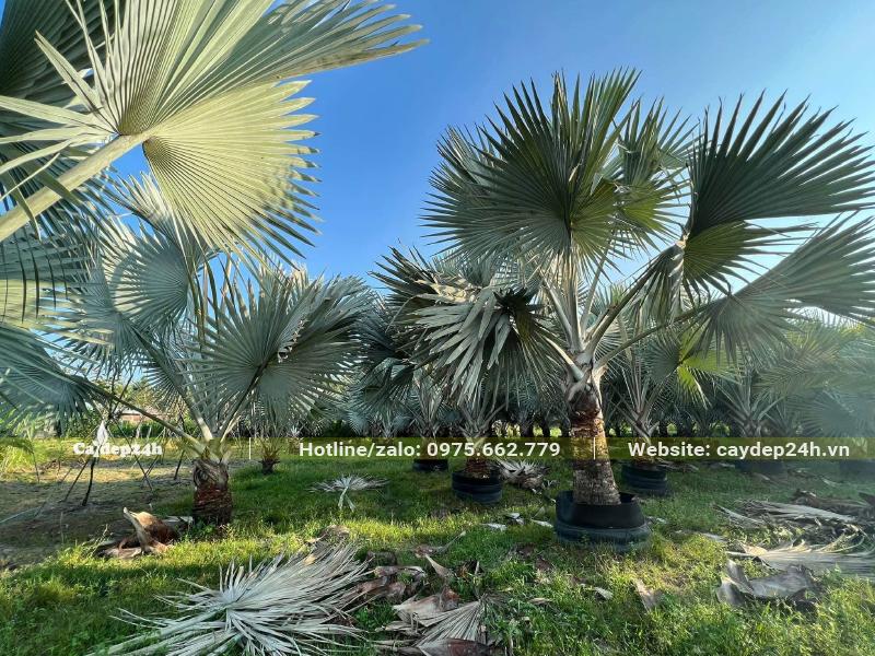 Vườn quy mô lớn đang dưỡng cây Kè Bạc dâm ủ lóng cao 1m