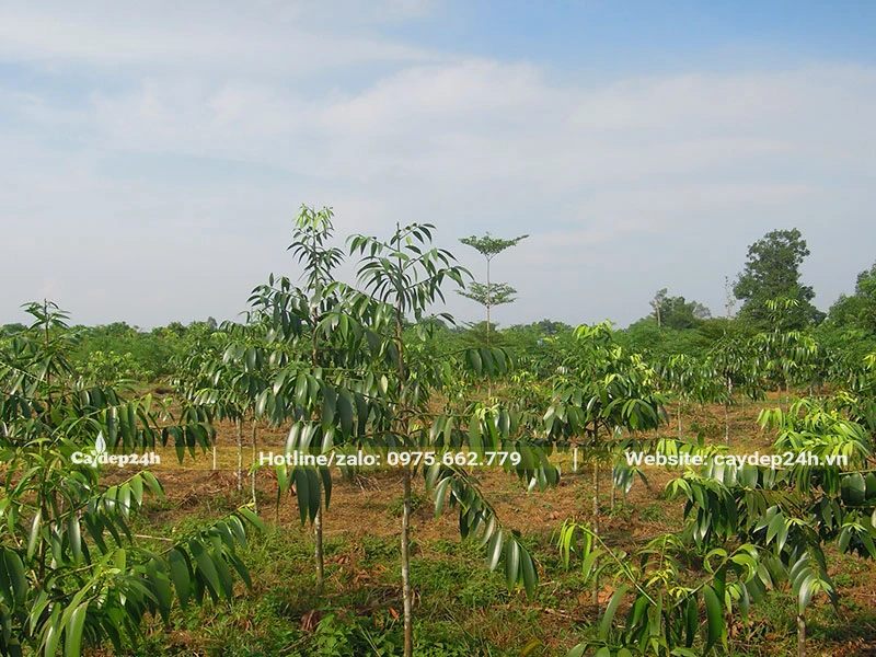 Vườn chuyên canh cây gỗ Kim Giao