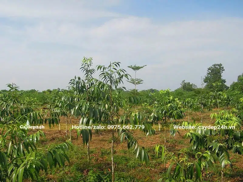 Vườn chuyên canh cây gỗ Kim Giao