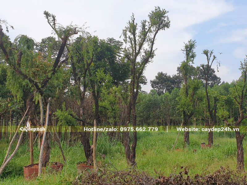 Vườn dâm ủ loại cây Liễu Đỏ cổ thụ đường kính "khủng" từ 20 - 25cm