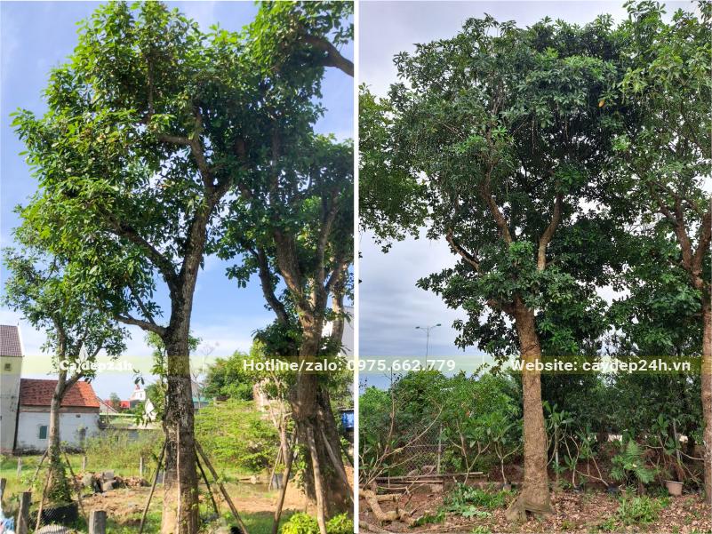 Lộc vừng đánh thẳng và cây đã dâm ủ, kích thước lớn, chiều cao khoảng 6 - 7m