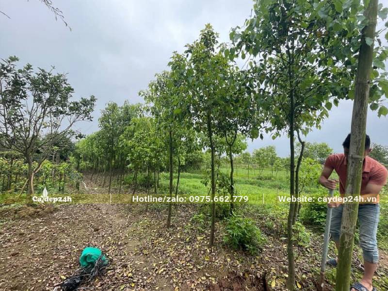 Công nhân đang bứng bầu cây Long Não cao 3m, đk gốc 5cm