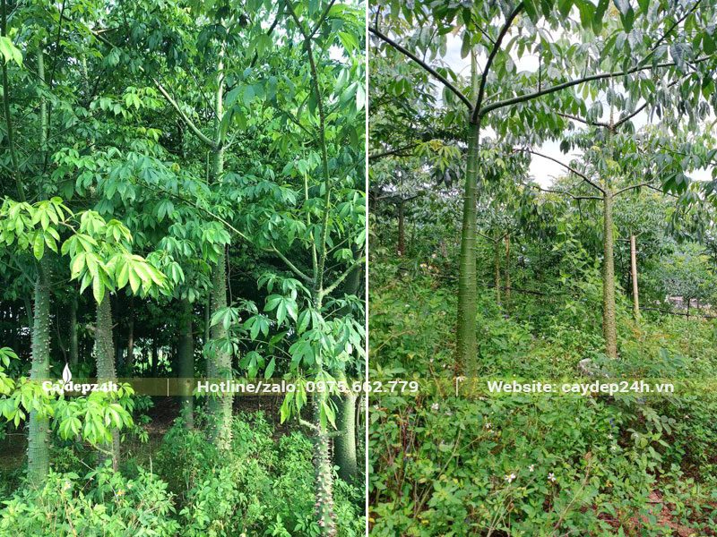 Vườn cây hoa Mỹ Nhân trưởng thành, đang chuẩn bị chăm sóc vụ Xuân