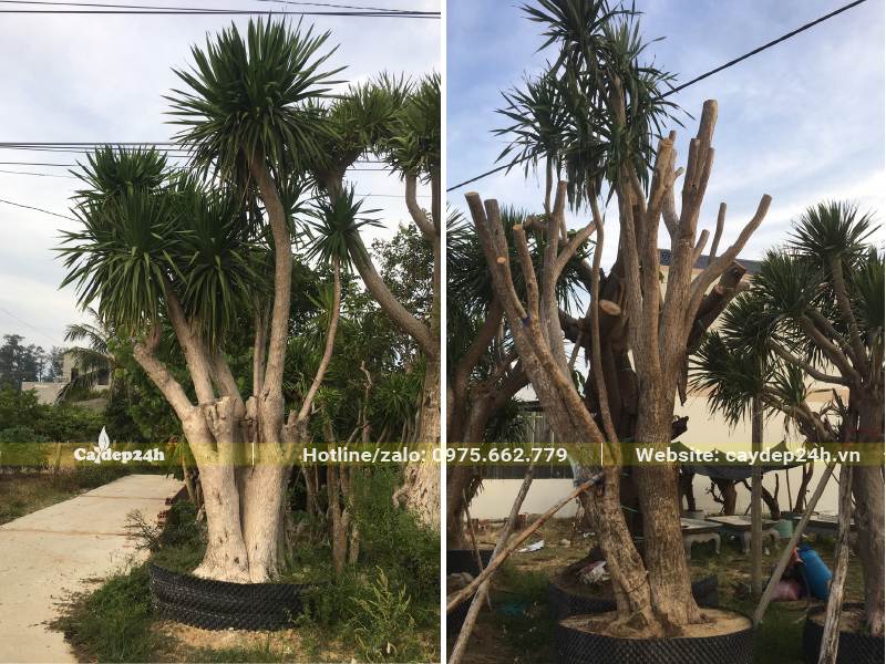 Vườn đang dâm ủ số lượng lớn cây Phát Tài Núi cổ thụ đường kính từ 30cm trở lên