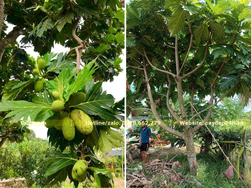 Thu hái quả từ cây sa kê lâu năm, đường kính gốc 20cm