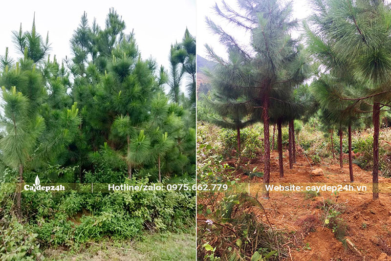 Làm cỏ và chăm sóc vườn Thông Caribe lâu năm, chiều cao từ 2,5 - 4m