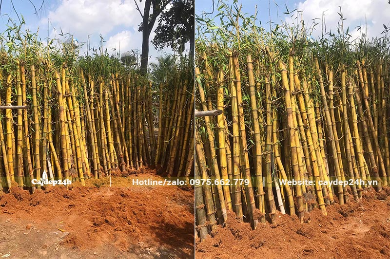 Dâm ủ cây Tre Vàng bằng xơ dừa