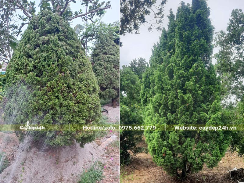 Dâm ủ và chăm sóc vườn Tùng Tháp lâu năm, chiều cao khoảng 4m