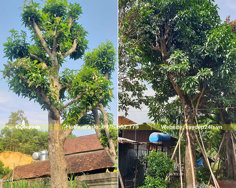 Trồng cây Xoài cổ thụ, đk gốc hàng chục centimeter