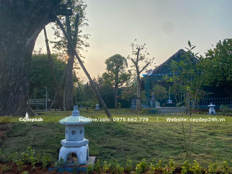 Thảm Cỏ Nhung Nhật trồng tại khu sinh thái