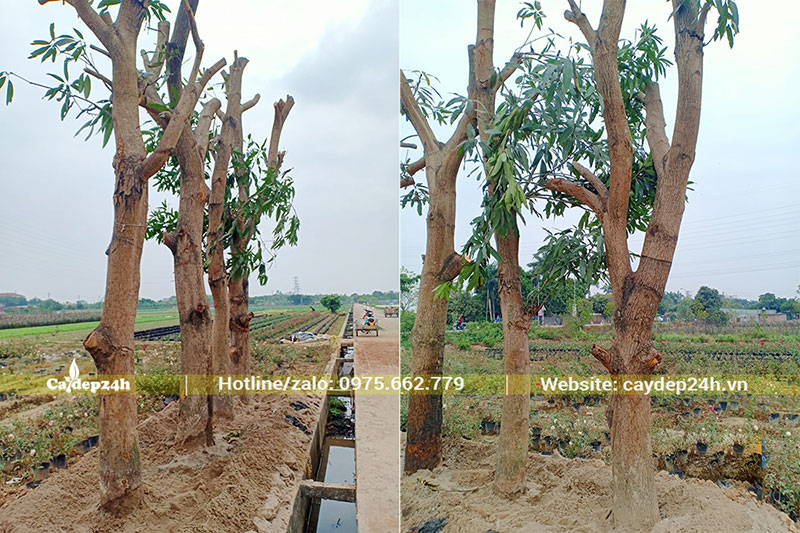 Dâm ủ cây Xoài dk gốc 25cm, đã đốn bỏ hết cành lá
