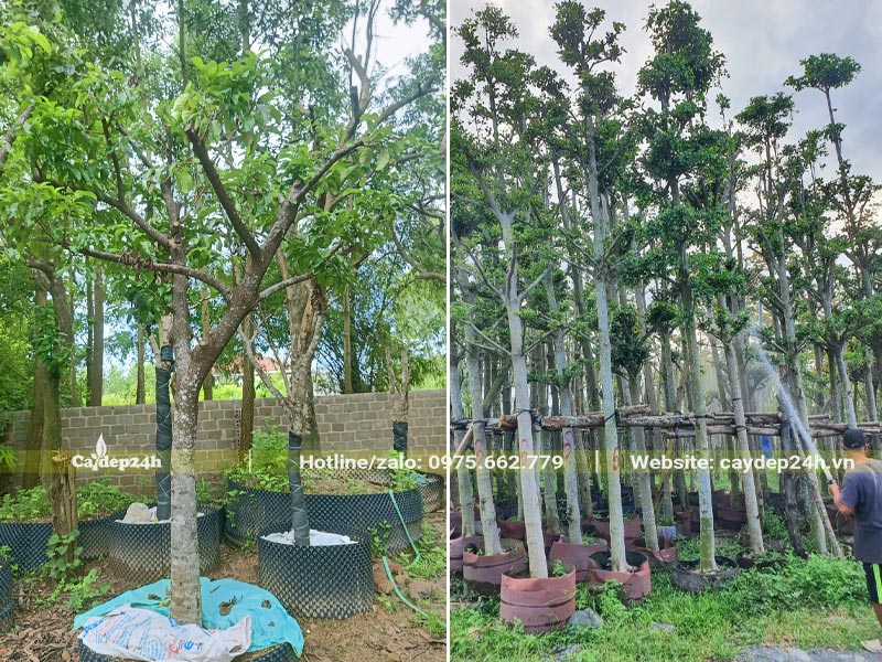 Dâm ủ cây công trình trong bầu nổi