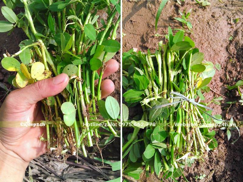 Cành của cây cỏ Đậu Phộng được cắt thành từng đoạn để giâm