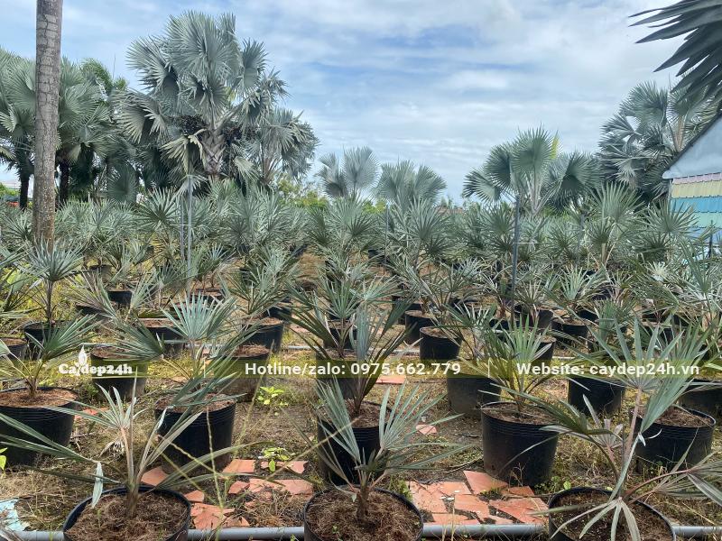 Kè Bạc nhân giống bằng hạt, cây đã cao khoảng 30cm