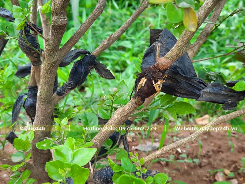 Tại vị trí chiết trên cây Nguyệt Quế nhiều rễ trắng đang ra