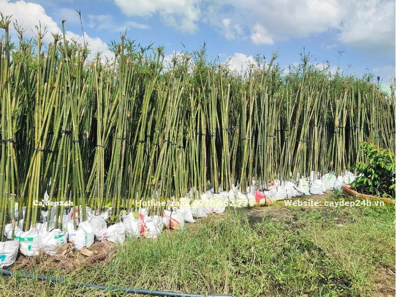 Dưỡng cây Trúc Cần Cầu trong bầu đất đựng bên trong các bao tải lớn