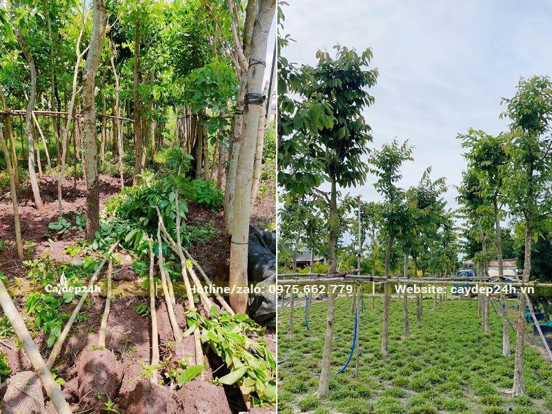 Bằng Lăng trưởng thành đk gốc 5cm mới trồng trong công viên