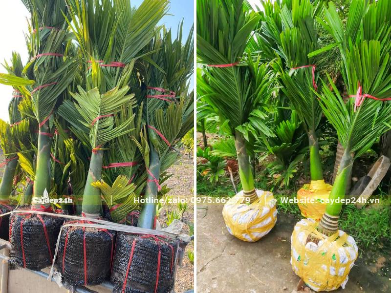 Bầu cây được bọc lưới hoặc nilon cẩn thận, cần tháo bỏ toàn bộ trước khi trồng