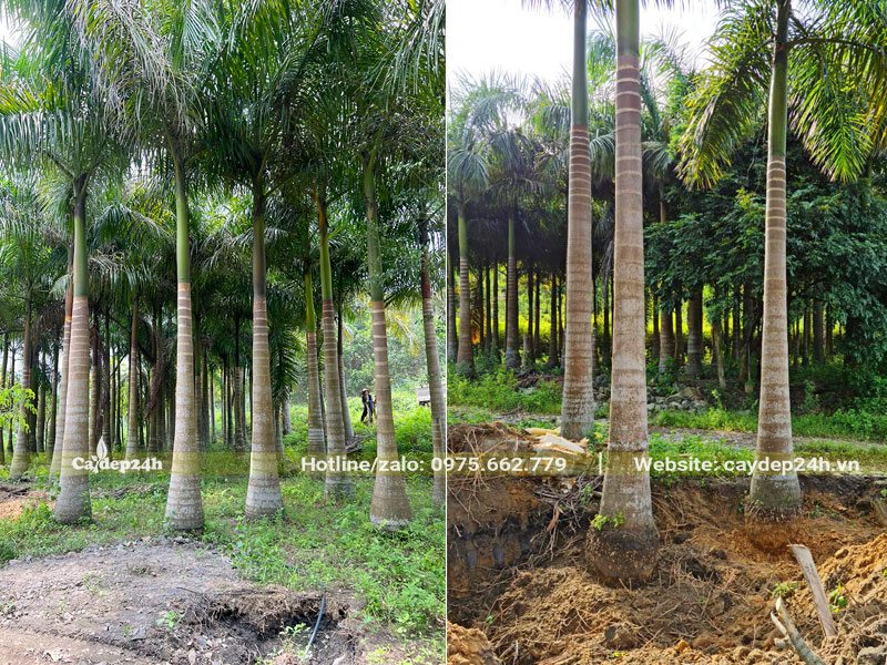 Đánh cây Cau Vua tận vườn, đường kính gốc 20cm