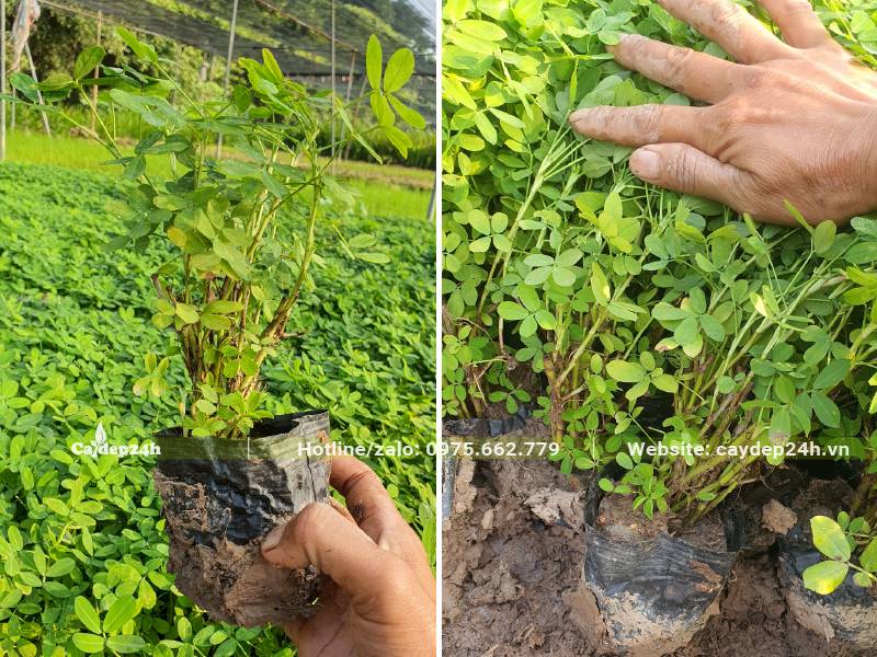 Cây Cỏ Lạc ươm sẵn trong bầu