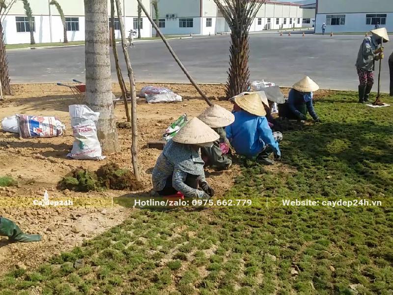 Các cô, các chị đang trồng cấy thảm cỏ cho khu công nghiệp