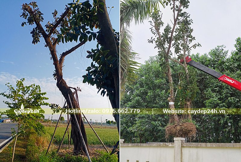 Dùng cần cẩu để di chuyển cây Đa Búp Đỏ vào hố trồng, sau khi trồng xong cây được chống cọc cẩn thận