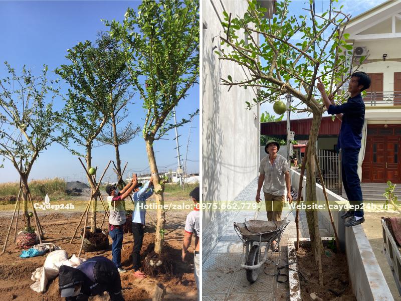 Dùng cần cẩu đưa cây Đào Tiên công trình cao gần 5m vào hố trồng