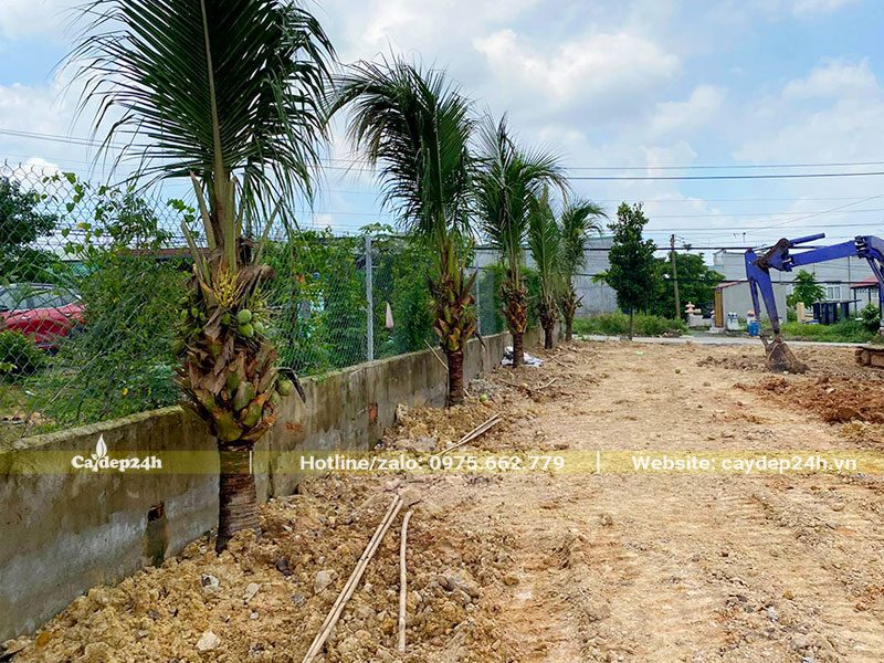 Trồng Cây Dừa Công trình lóng cao gần 1m với khoảng cách từ 3 - 4m