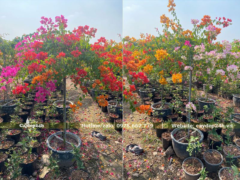 Mua cây bông giấy trồng sẵn trong chậu, chiều cao khoảng 1,5 - 2m