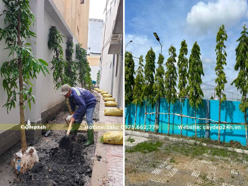 Trồng cây Hoàng Nam cho biệt thự
