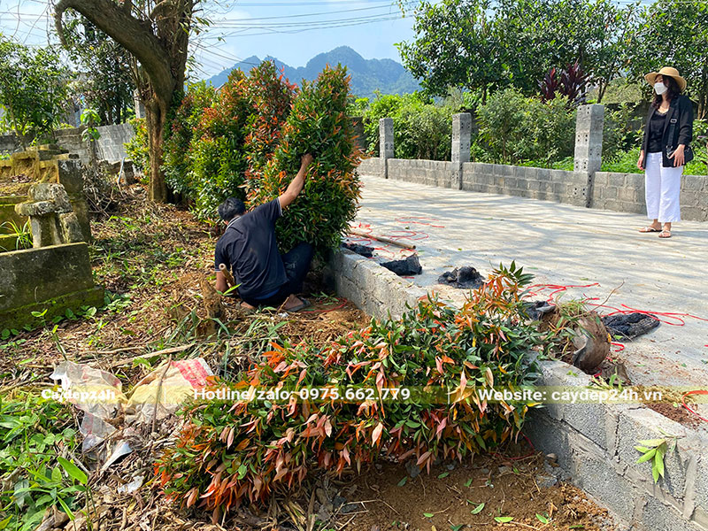 Công nhân đang tiến hành trồng cây Hồng Lộc tạo hàng bên cạnh lối đi