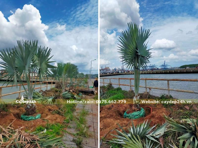 Những hàng cây Kè Bạc mới đặt vào hố trồng đang chuẩn bị lấp đất