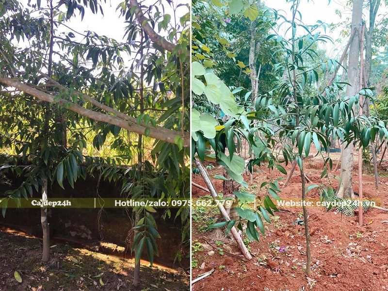 Thi công trồng cây Kim Giao nhỏ, đk thân khoảng >1cm